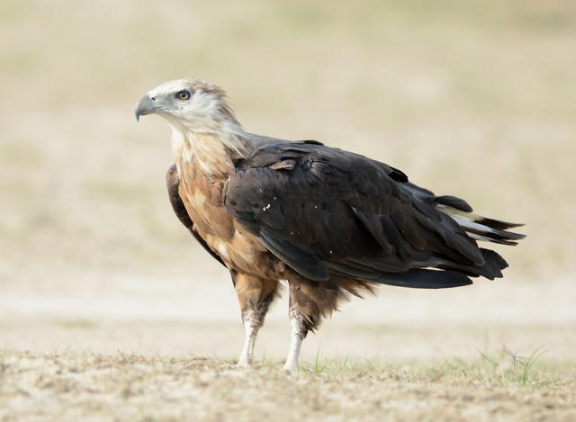 pallaseagle pallaseagle